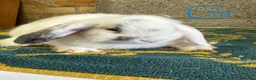 Mini Lop rabbits for sale: Mini Lop Rabbits For Sale - Advert 19