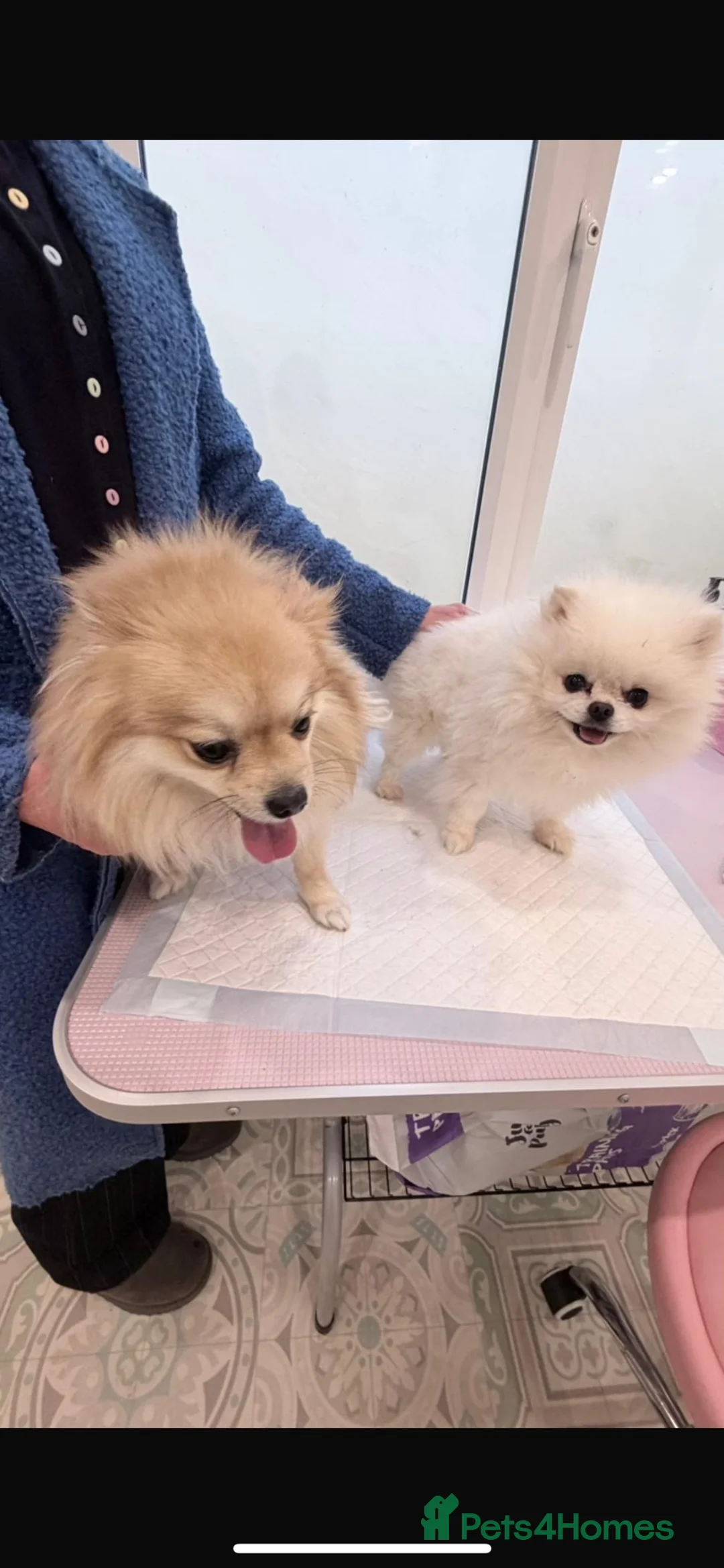 Pomeranian dogs for sale: 2 Beautiful Boy Pomeranian Puppies in Esher - Advert 17