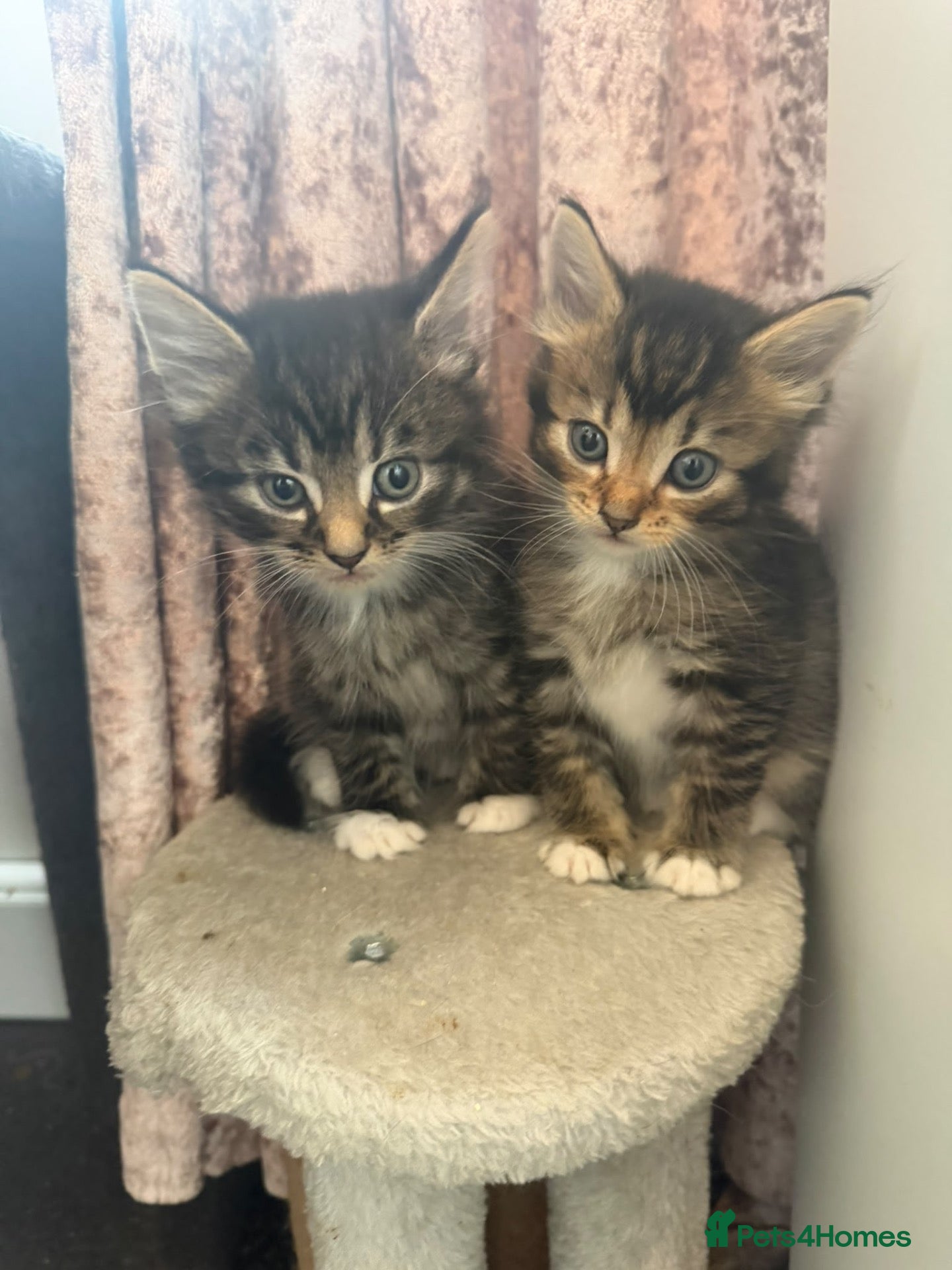 Mixed Breed cats 🐾 **Adorable Kittens 🐾 - Advert 4