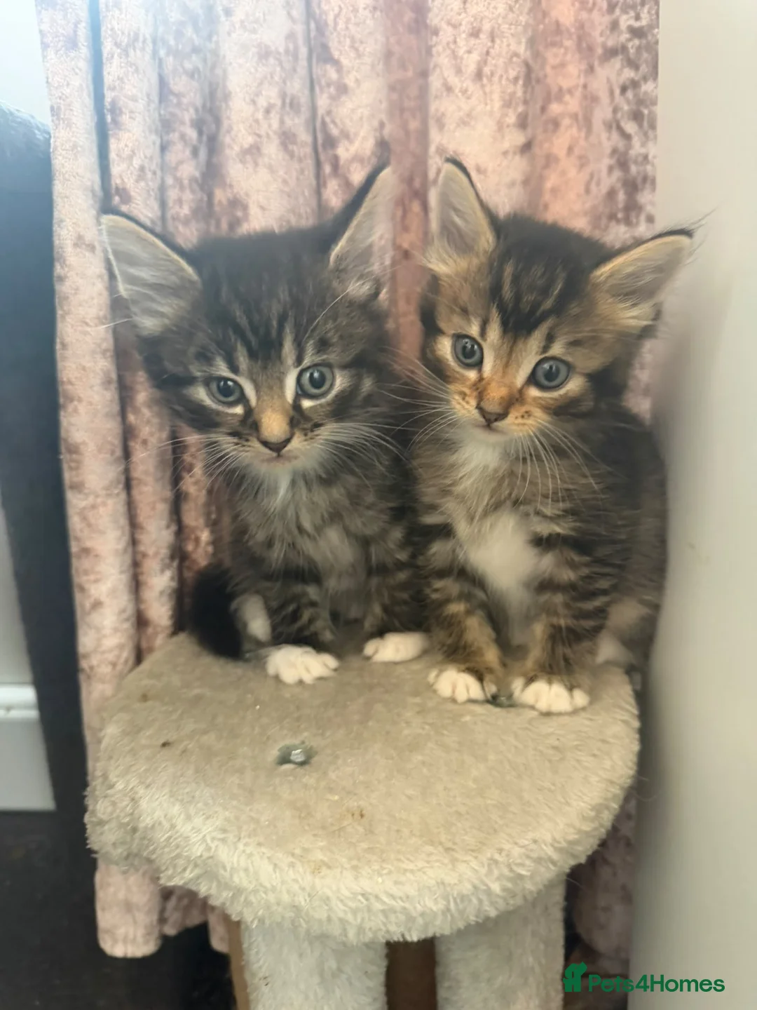 Mixed Breed cats for sale: 🐾 **Adorable Kittens 🐾 - Advert 1
