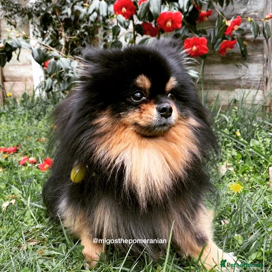 Pomeranian dogs for stud: Sunning Proven KC Black and Tan Pomeranian Stud in Ebbw Vale - Advert 7