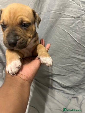 Mixed Breed dogs - Advert 1