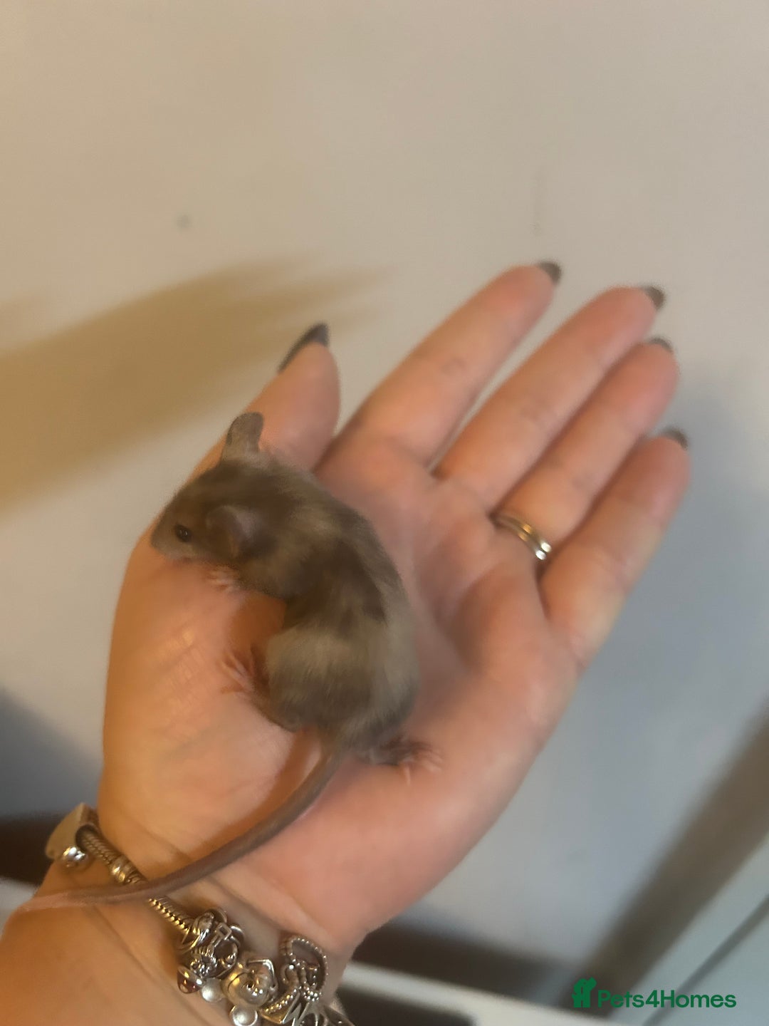 Mouse rodents for sale: Fancy mice 3 boys available  - Image 10