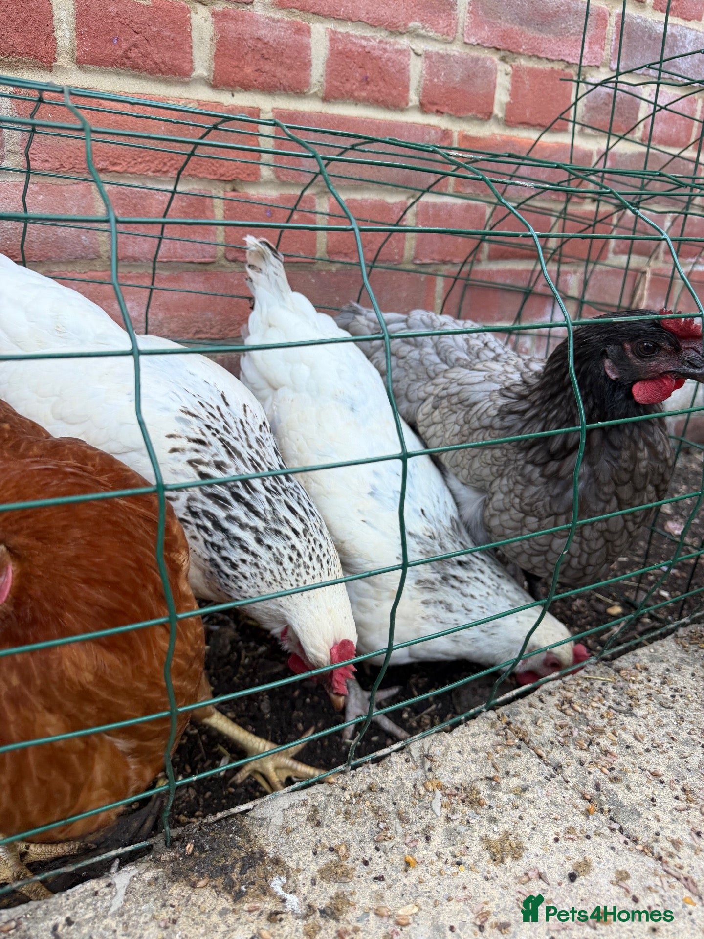 Mixed Breed poultry Laying hens mix breed  - Advert 1