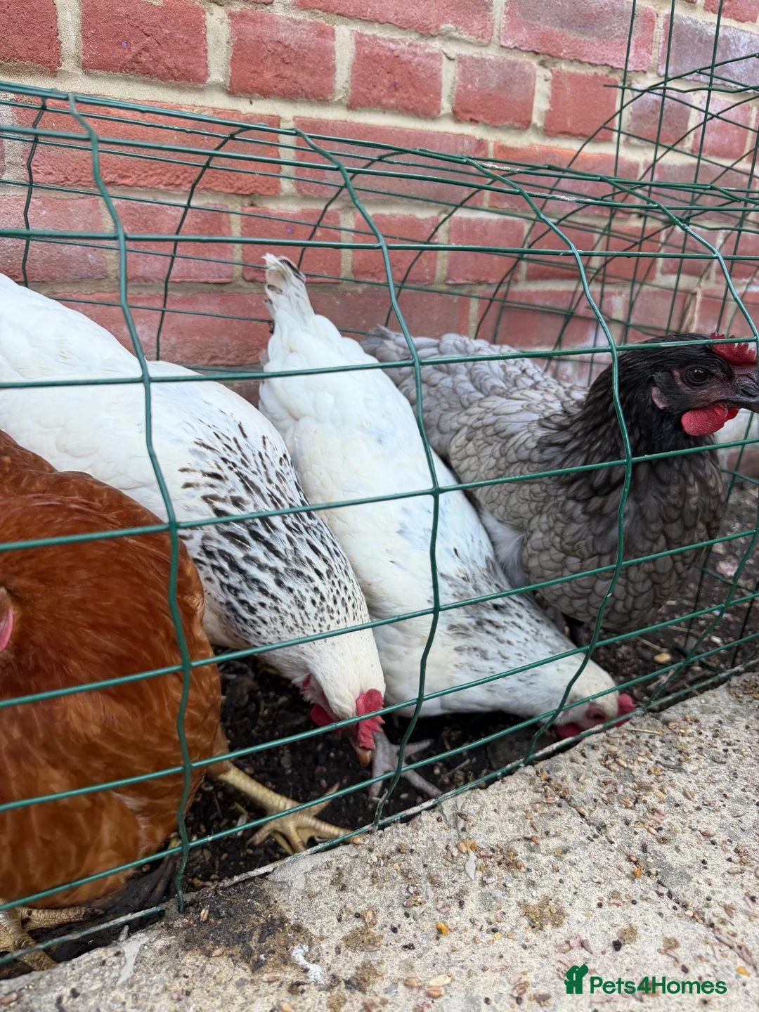 Mixed Breed poultry for sale: Laying hens mix breed  in Bicester - Advert 1