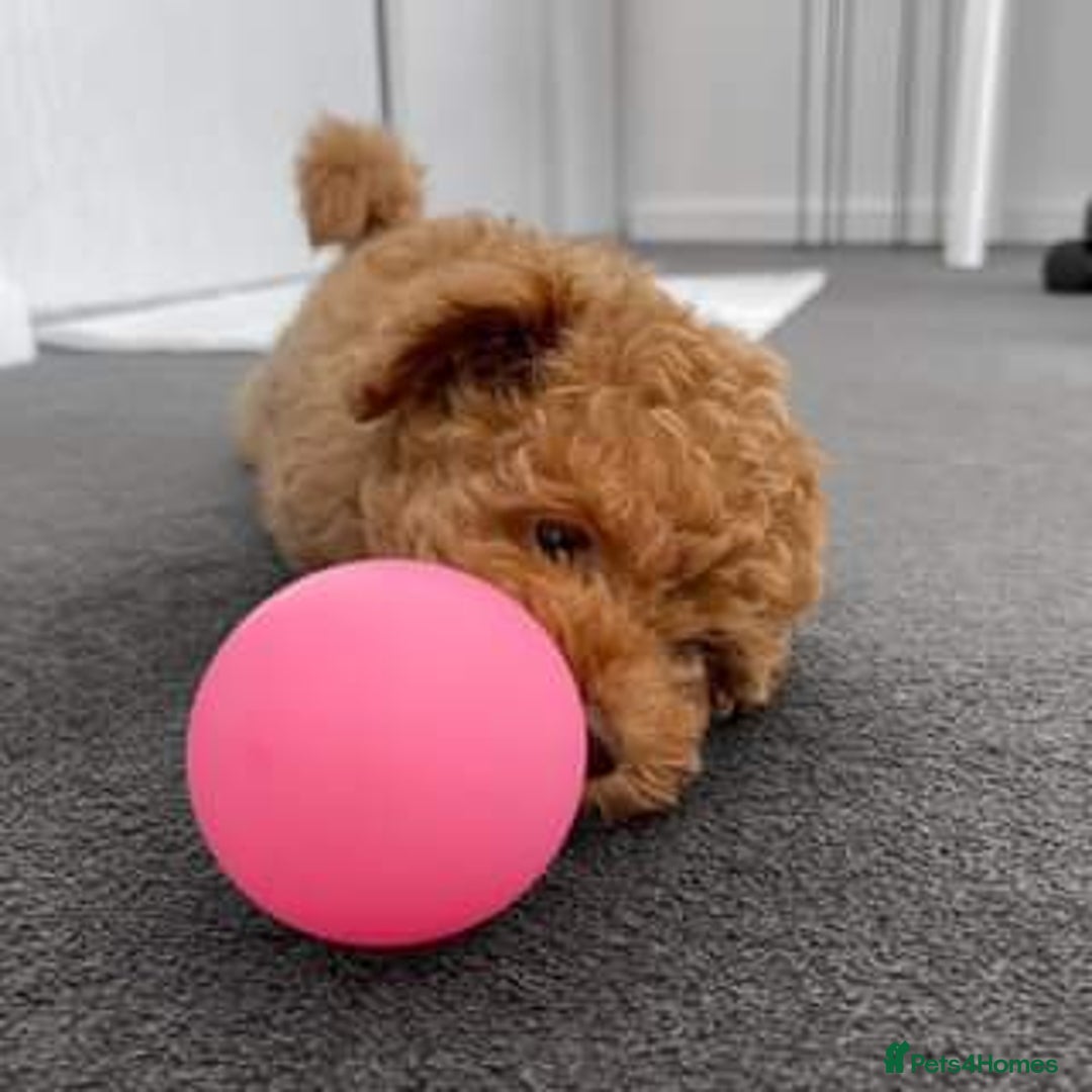 Cavapoo dogs for sale: Beautiful cavapoo puppies ready for a loving home - Image 5