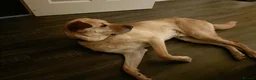 Mixed Breed dogs for adoption: Carlos wants his forever home  in Mexborough - Advert 7