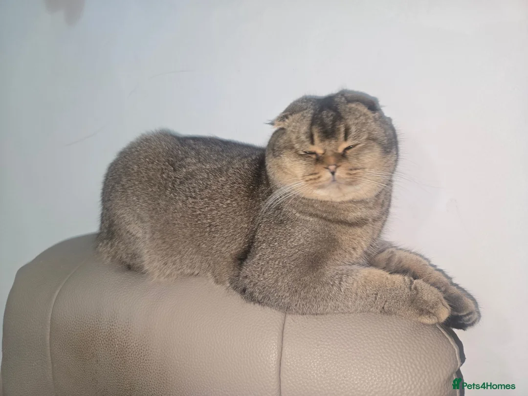 Scottish Fold cats for stud: Scottish Fold - Advert 2