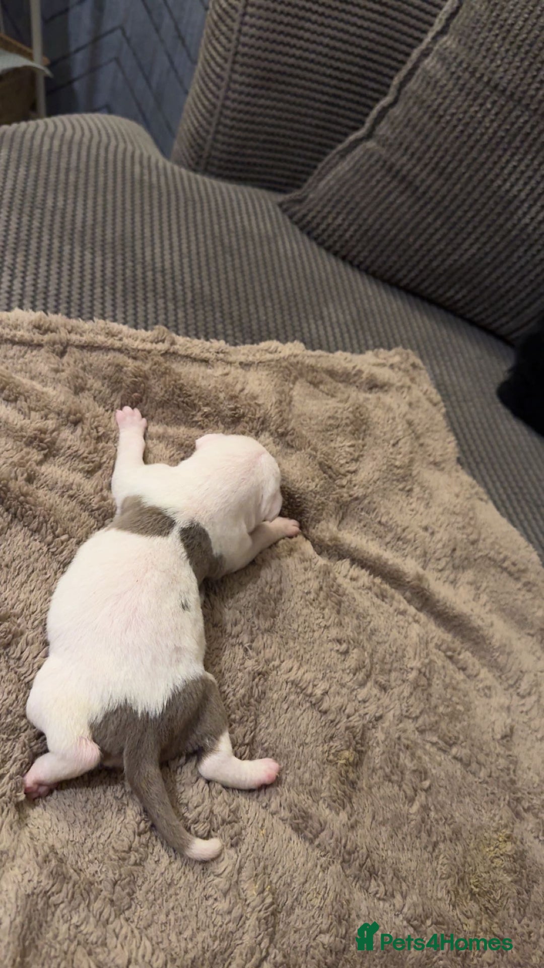 Mixed Breed dogs for sale: Staffy x shar pei female pups 3 - Image 5