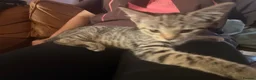 Mixed Breed cats for sale: Lovely Kittens Looking for Their Forever Homes 🐾 - Advert 17