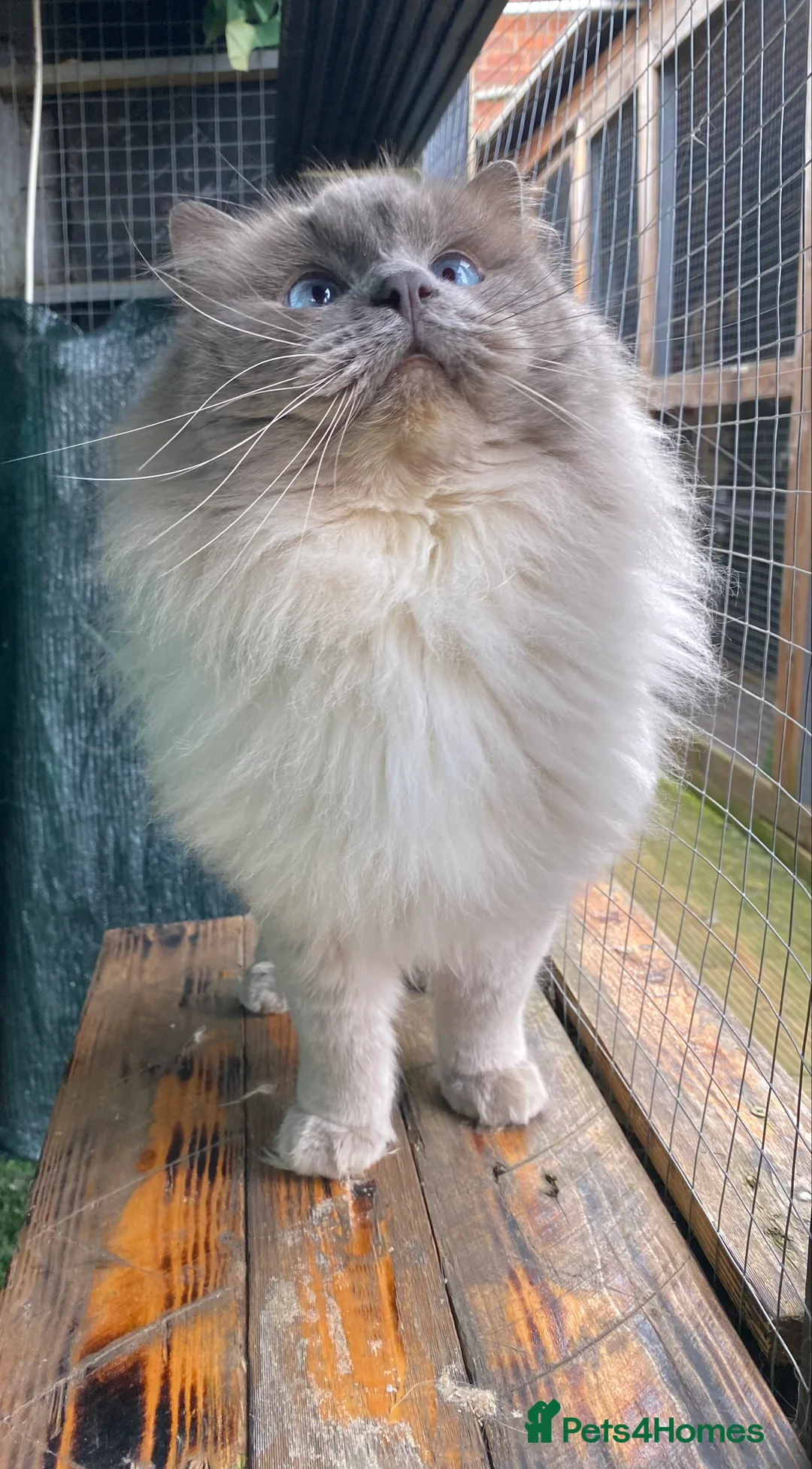 Ragdoll cats for stud: Stud Gccf Active duel Tica blue point  in Grantham - Advert 20