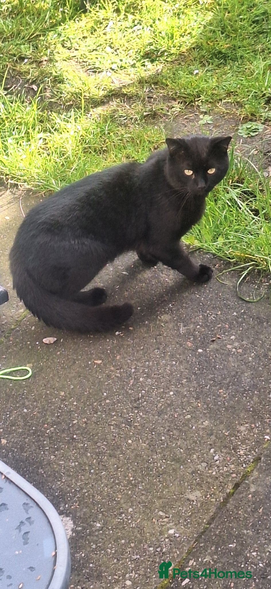 Mixed Breed cats cute kittens 😀 - Advert 1