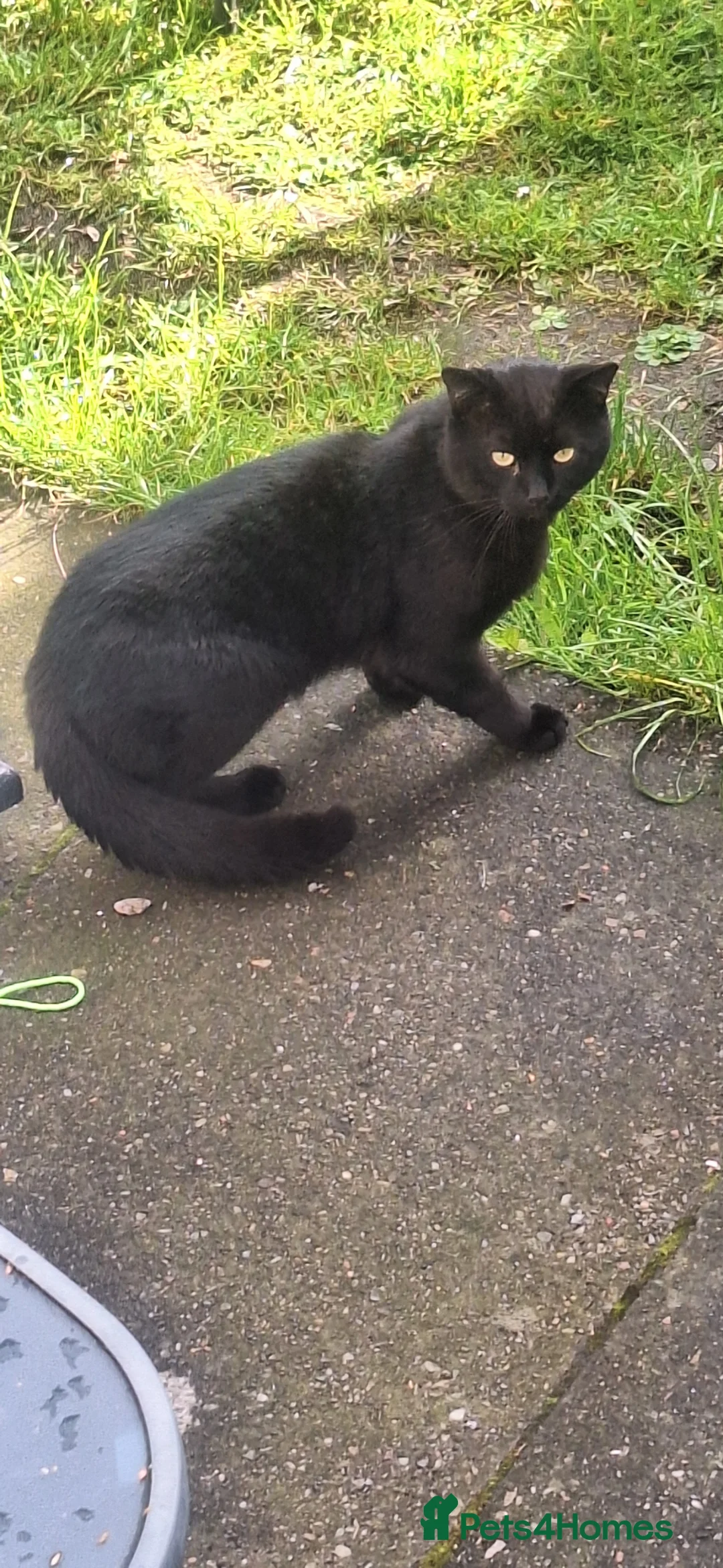 Mixed Breed cats for sale: cute kittens 😀 - Advert 1