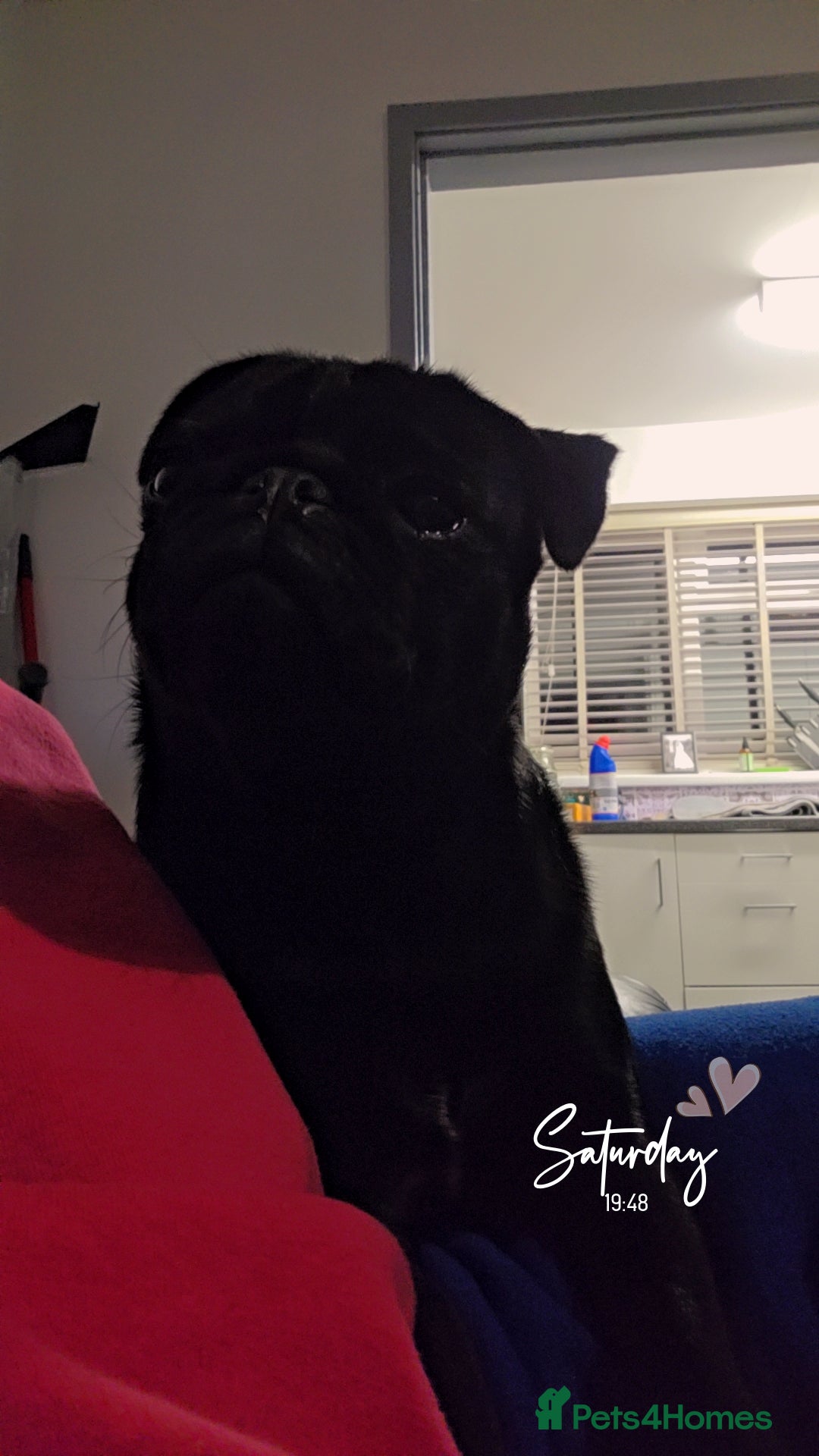 Pug dogs for sale: Pug girl  - Image 2