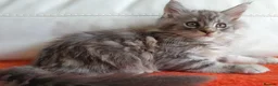 Maine Coon cats for sale: TICA REGISTERED GORGEOUS MAINE COONKITTENS - Advert 16