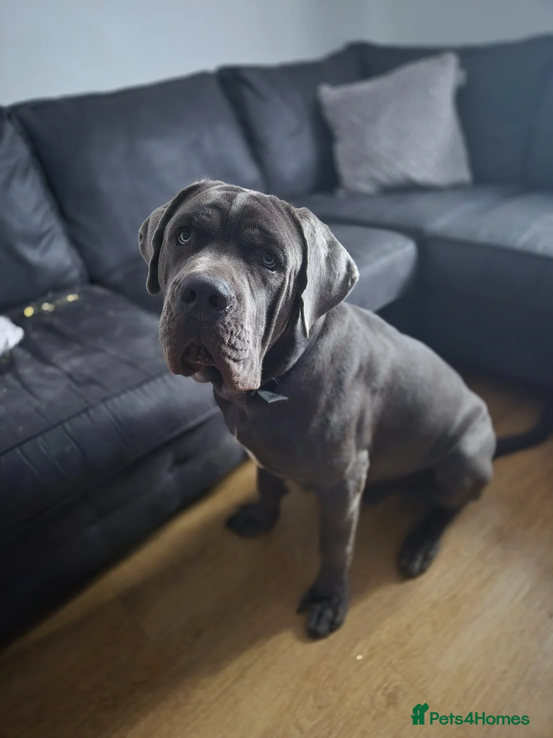 Cane Corso dogs for sale: Male cane corso  in Bedford - Advert 1