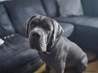 Cane Corso dogs Male cane corso - Advert 2