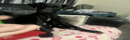 Mixed Breed dogs for sale: Manchester Terrier cross Lurcher beautiful puppy in Barnsley - Advert 11