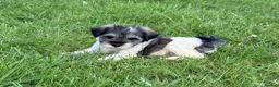 Miniature Schnauzer dogs for sale: Stunning, healthy BVA/MAC screened mini schnauzers - Advert 7