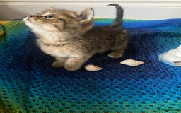 British Shorthair cats for sale: Good morning  - Image 11