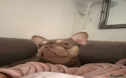 French Bulldog dogs for sale: Minnie 1 Year Old French bulldog - Image 3