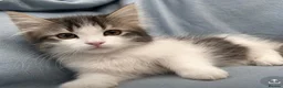 Siberian cats for sale: Beautiful Pedigree Kittens Seeking Loving Homes - Advert 8