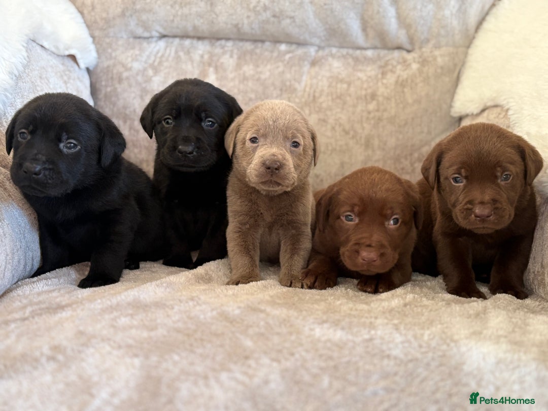 Labrador Retriever dogs for sale: Stunning Labrador puppies - Advert 1