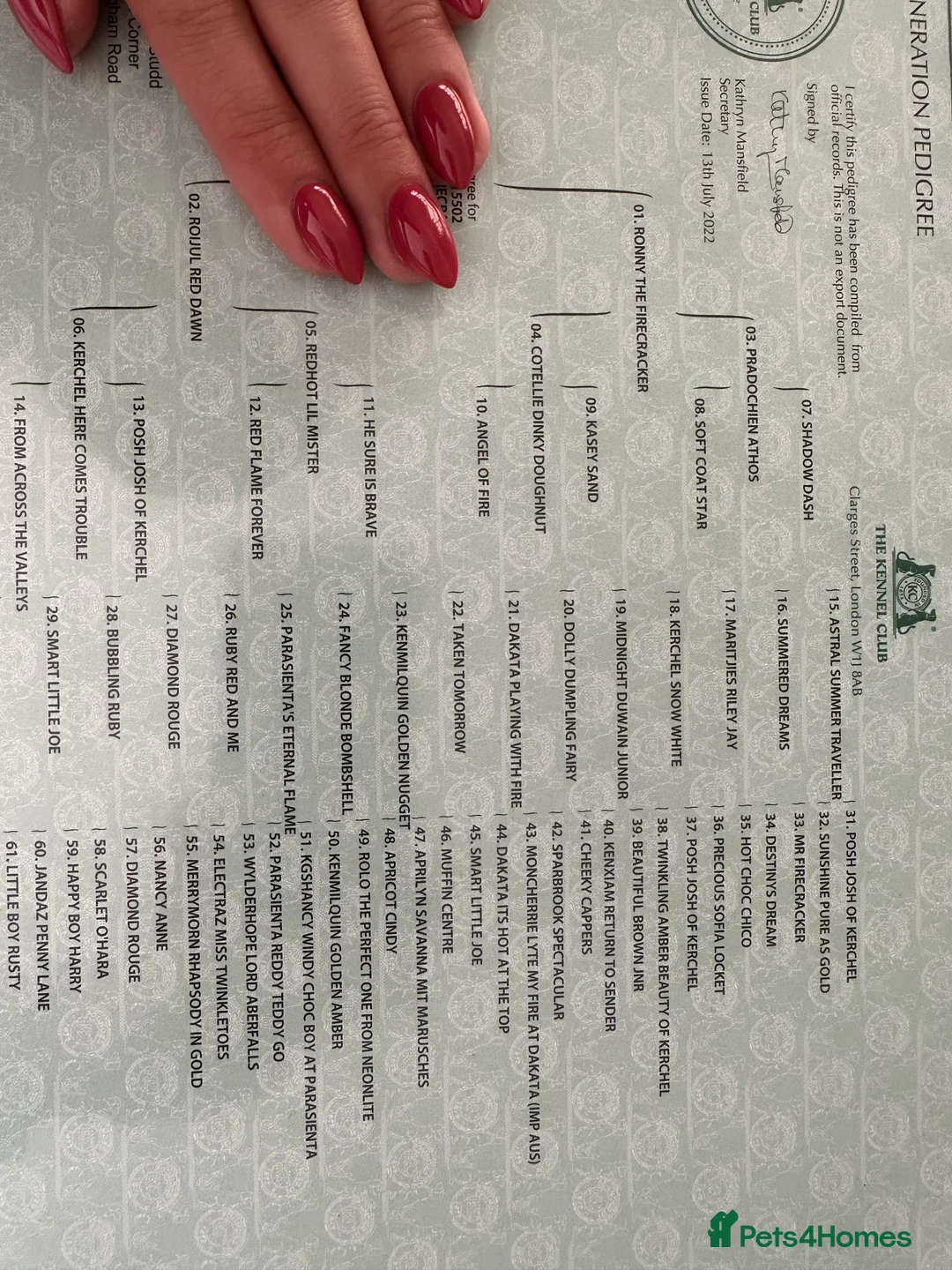 Toy Poodle dogs for stud: Health tested toy poodle for stud only  in Wisbech - Advert 4