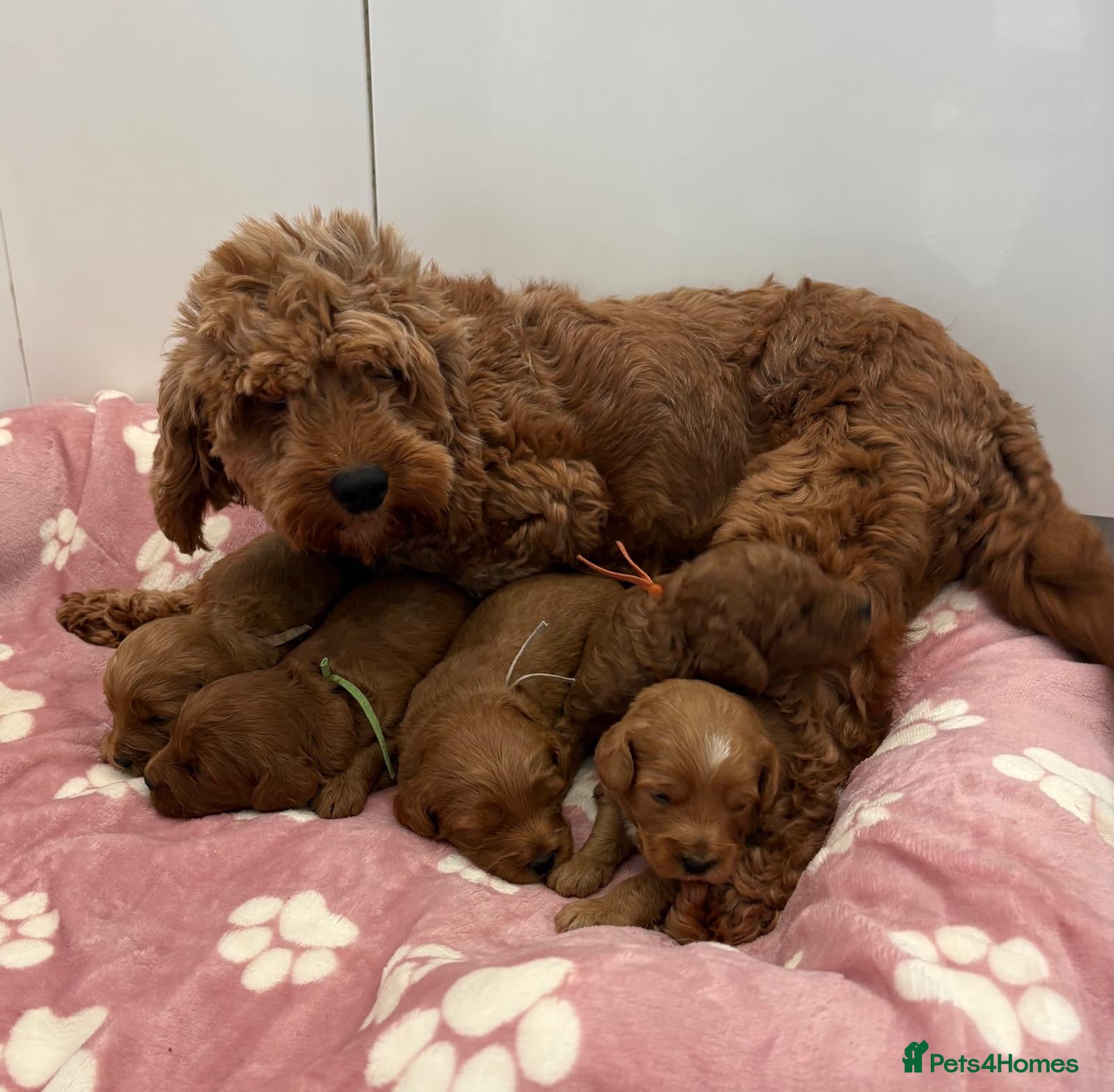 Cockapoo dogs Gorgeous cockerpoo puppies - Advert 2