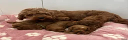 Cockapoo dogs for sale: Gorgeous cockerpoo puppies - Advert 1