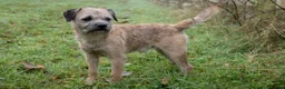 Border Terrier dogs for sale: Top Quality Border Terrier Pups from championline  in Whitchurch - Advert 10