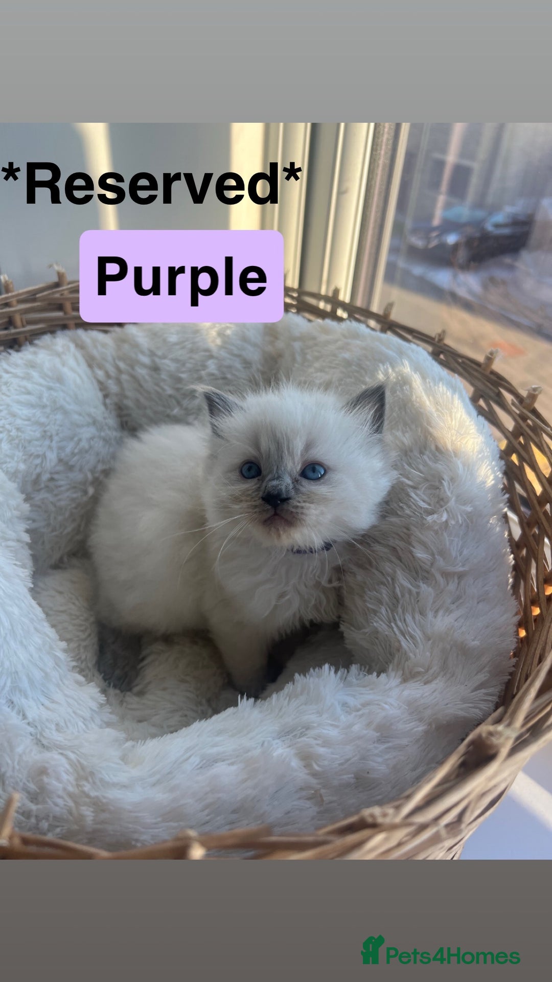 Ragdoll cats for sale: 🤍5 gorgeous female ragdoll kittens for sale🤍 - Advert 9