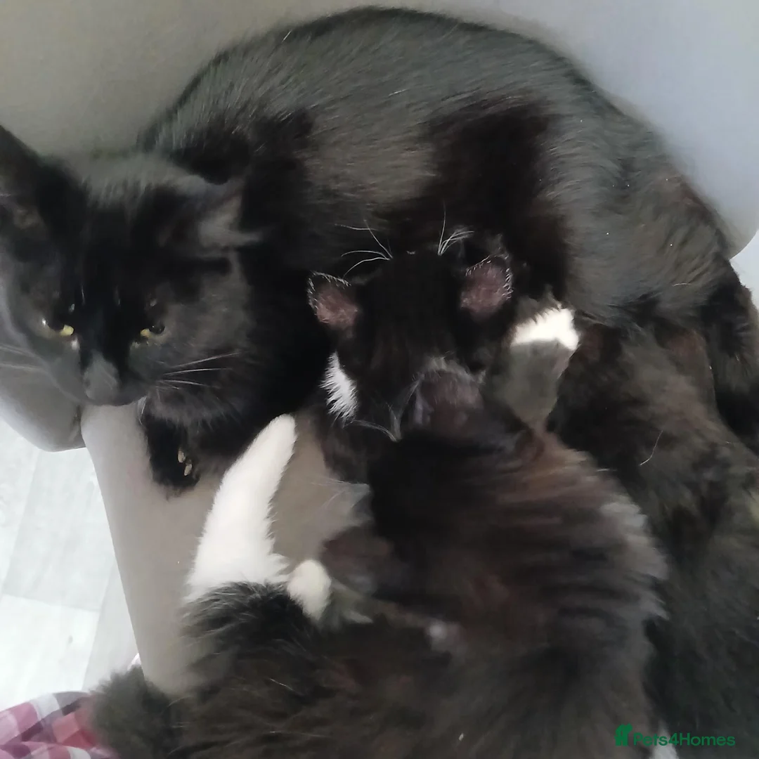 British Shorthair cats for sale: Kittens for sale - Advert 9