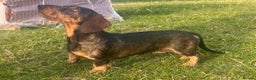 Dachshund dogs for sale: FULLY health tested KC wirehair dachshund (Teckel) - Advert 6