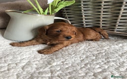 Cavapoochon dogs for sale: Cavapoochon puppies *1 boy remaining* - Image 10