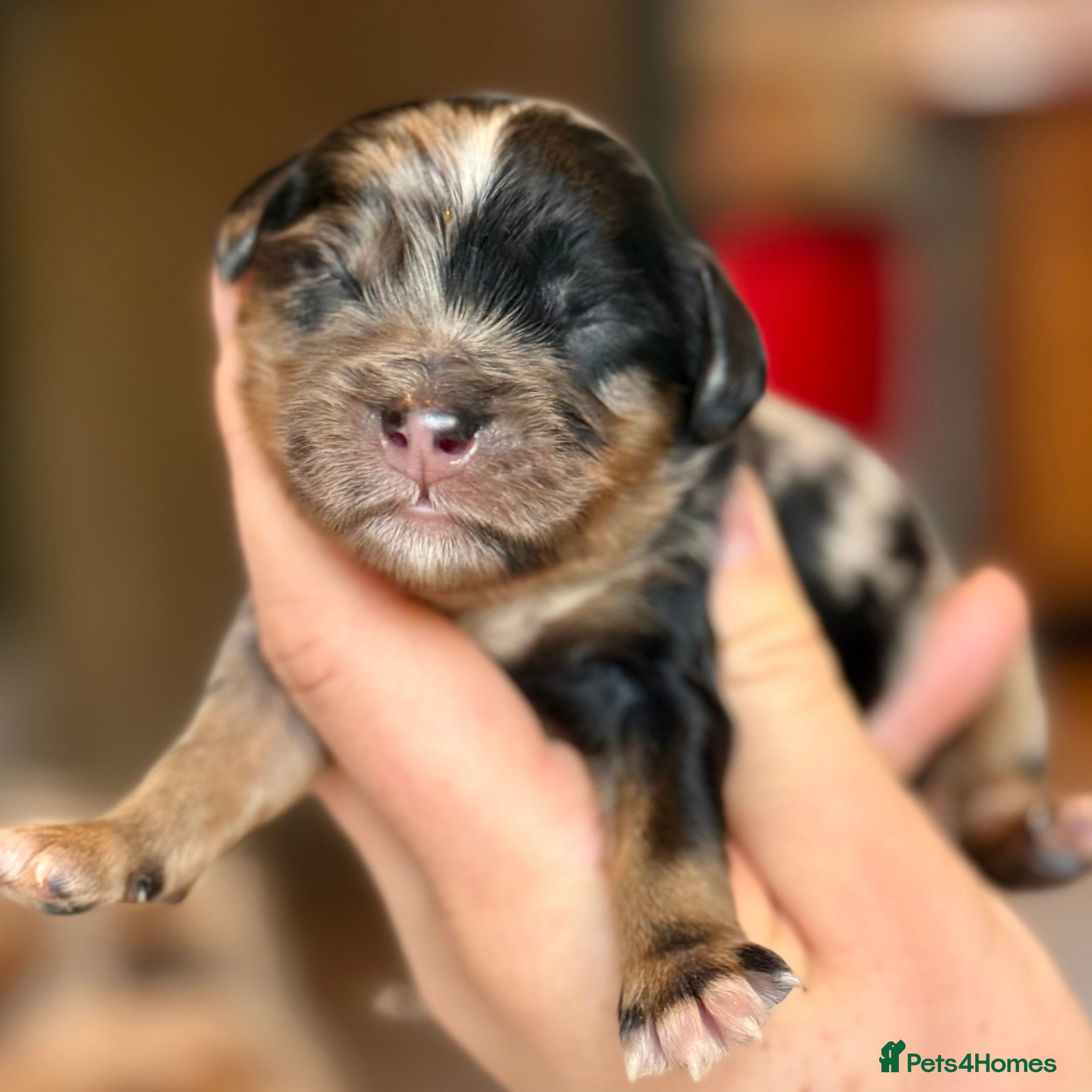 Cavapoo dogs Gorgeous Rainbow Cavapoos 🌈 - Advert 9