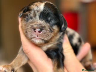 Cavapoo dogs Gorgeous Rainbow Cavapoos 🌈 - Advert 8