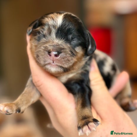 Cavapoo dogs Gorgeous Rainbow Cavapoos 🌈 - Advert 8