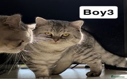 British Shorthair cats for sale: Beautiful British short haired males  - Image 9