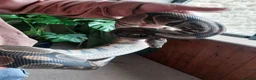 Python Snake reptiles for sale: Ball/Royal Python in Richmond - Advert 2