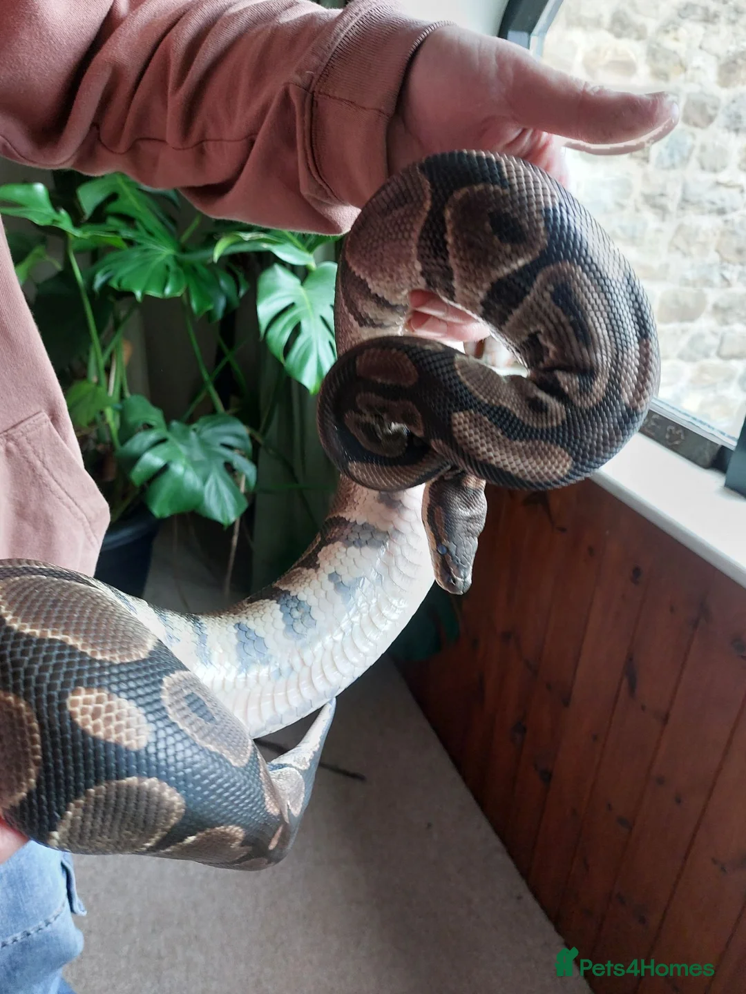 Python Snake reptiles for sale: Ball/Royal Python in Richmond - Advert 2