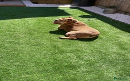 English Bulldog dogs for sale: Bruno  - Image 2