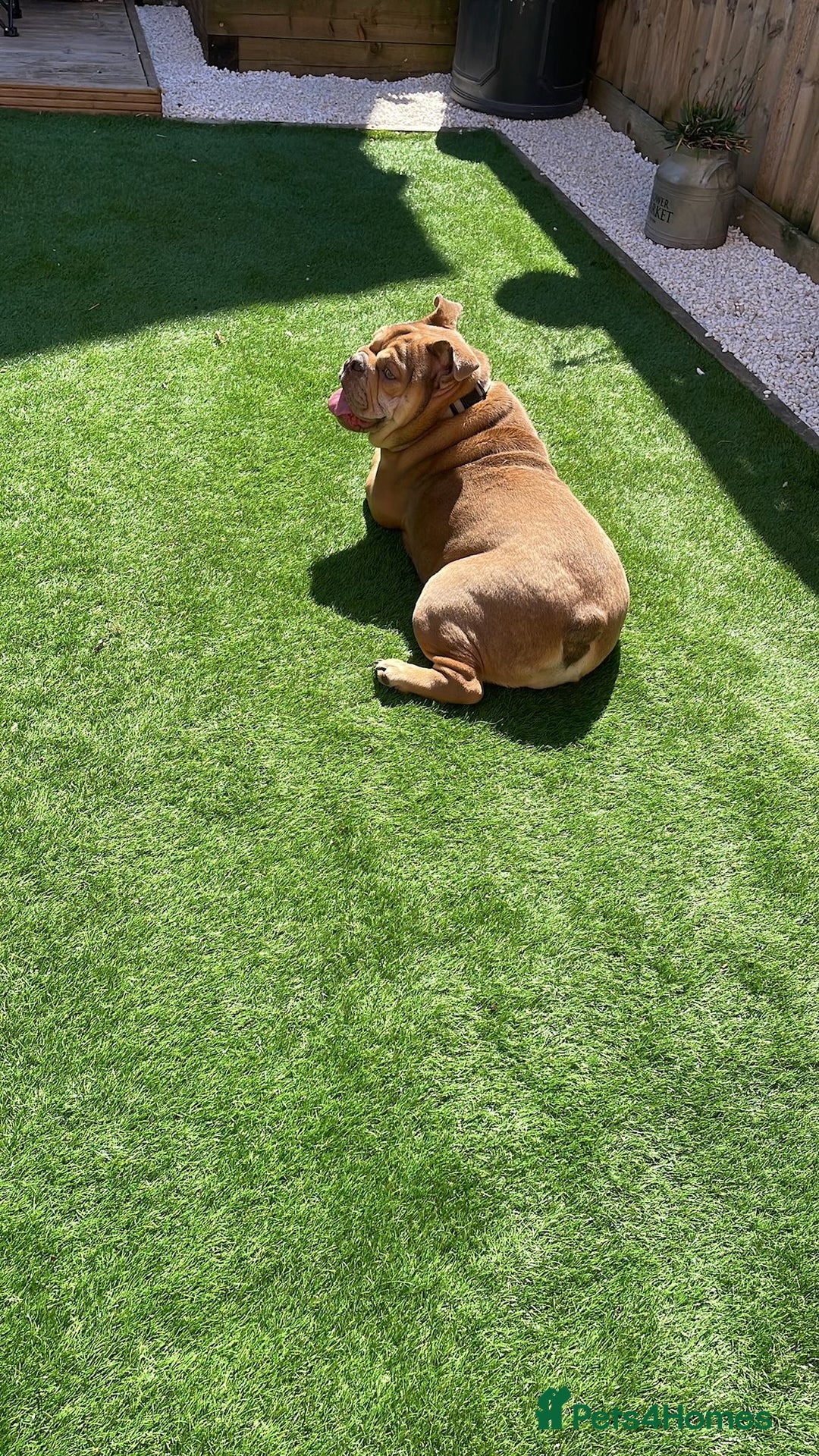 English Bulldog dogs for sale: Bruno  - Image 2