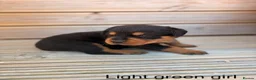 Rottweiler dogs for sale: Outstanding Rottweiler Puppies - Advert 9