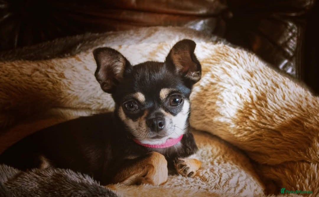 Chihuahua dogs for sale: 2 beautiful boys  - Advert 3