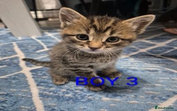 Mixed Breed cats for sale: kittens - Image 3