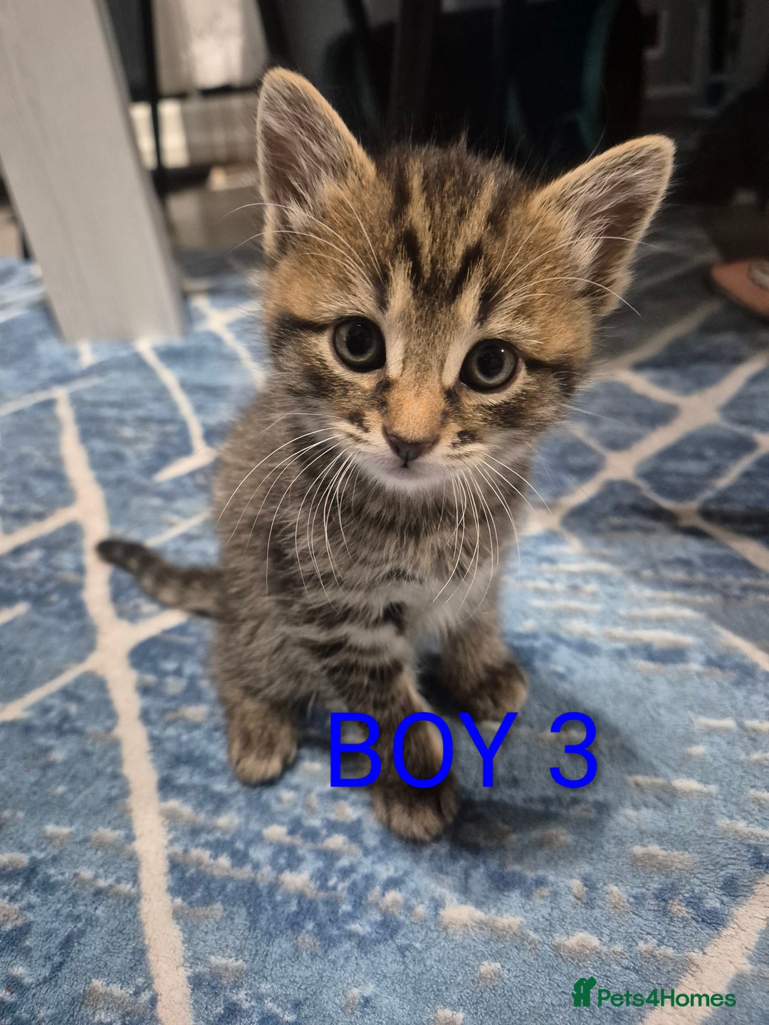Mixed Breed cats for sale: kittens - Image 3