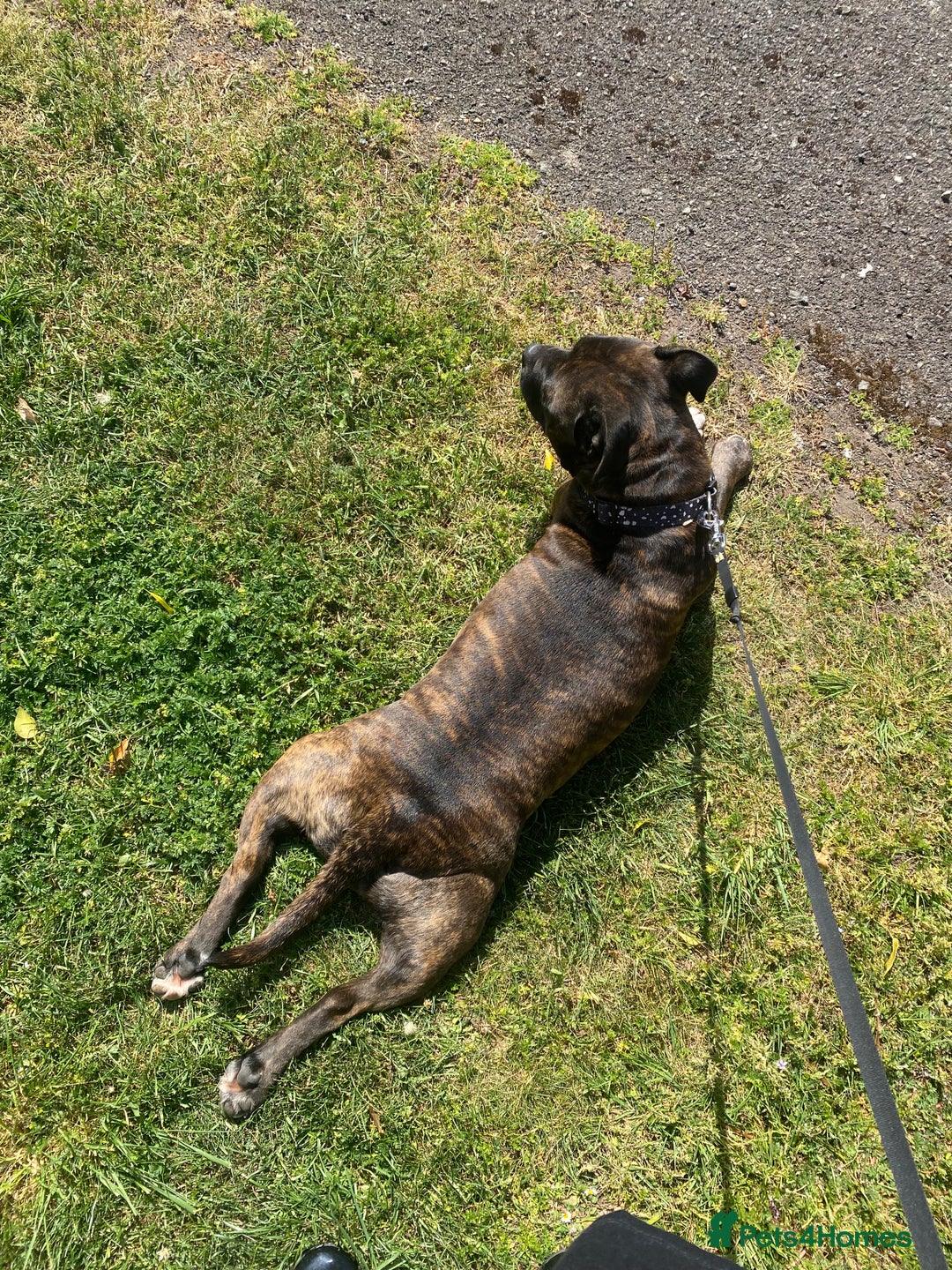 Staffordshire Bull Terrier dogs for sale: 3 yr old beautiful brindle staffy female - Image 11