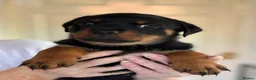 Rottweiler dogs for sale: Rottweiler puppies - Advert 27