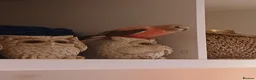 Parakeets birds for sale: Bourkes Parraket in Hemel Hempstead - Advert 1